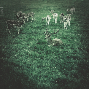 The Spirit of Rain Arrives to the Forest