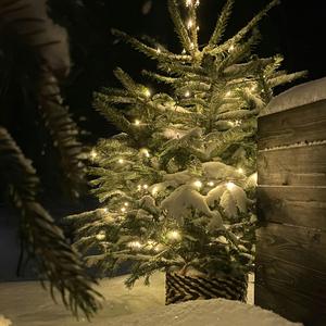 Новогодний переполох