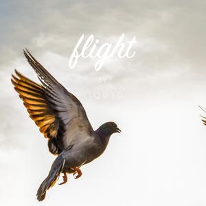 Flight