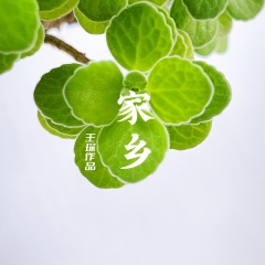 大陆阿里山