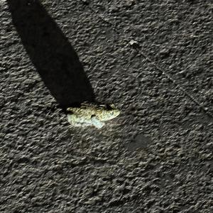 我不能再相信你了もう信じられない