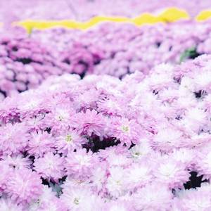 流浪者的歌 (铃铛曲)