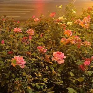 不疯狂星期四（PROD BY MEGA&feat.米瑟）