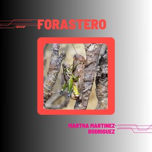 Forastero