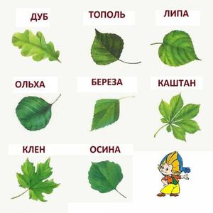 ЛИПА И ТОПОЛИ