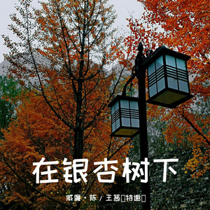 在银杏树下
