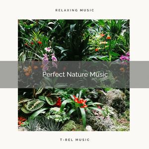 Enjoy Life, Reach Sleep Nature Sounds for Magical Naps