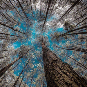 Wishanigga Woods (feat. Rozered)