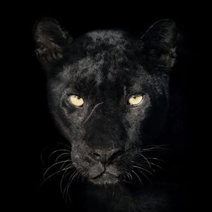 Lovefool (黑老虎)