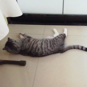 59元至尊搓泥宝demo