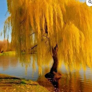 Weeping Willow (Reggae Version)
