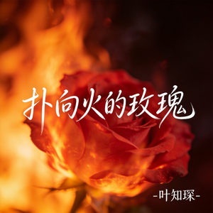 扑向火的玫瑰