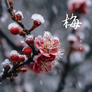 梅（DJ弹鼓降速版）