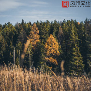 绿色邮政桶 -古筝