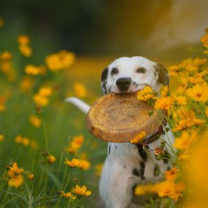 你是我藏在烟火里的甜