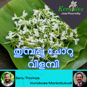തുമ്പപ്പൂ ചോറു വിളമ്പി