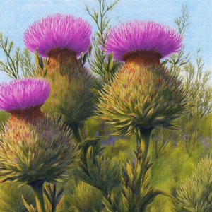 FOIE REGENERATION PROFONDE