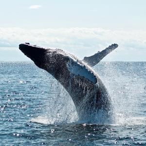 Attack of the Dolphins, Pt. 2