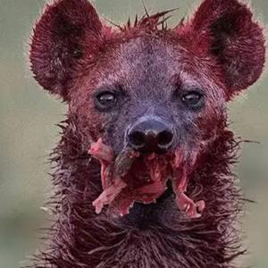 Hyena