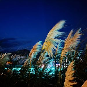 你的眼睛已迷失