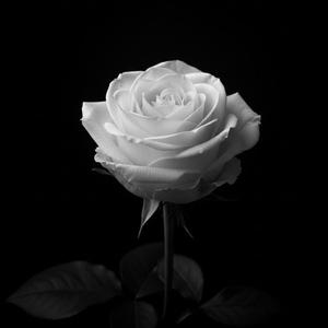 tinh yeu va cai chet