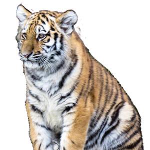 המנון עם ישראל התקווה (Radio Edit)