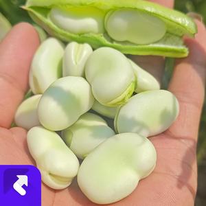 经典傈僳打跳纯电子舞曲 (Remix)