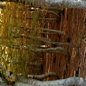 Lek Mirash Plepi (Bab e Djale)