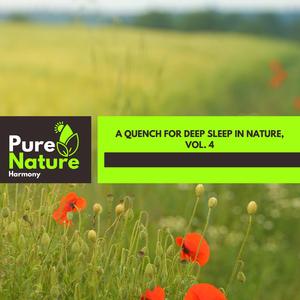 Jungle Afternoon Ambience