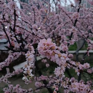 无人诗(翻自以冬)