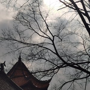 山鸟与鱼不同路