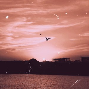 Бабочки летают