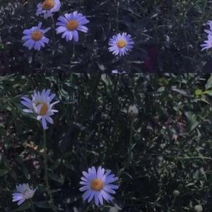 爱如潮水Remix（翻自 速溶飞机）