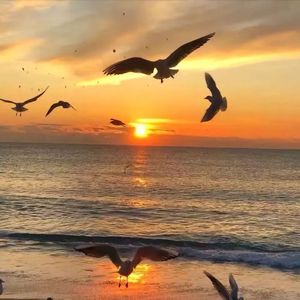 苹菇壬晕剖性认览掏于绿