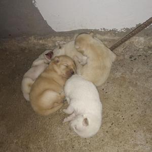 小vie配乐纯音节选集