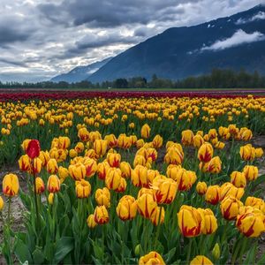 晨露润心（小提琴）