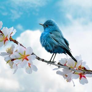 Czy słyszę wiosnę (inspiracja Niemen,Armstrong,Grieg)