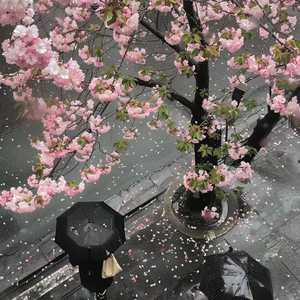 幸得识卿桃花面