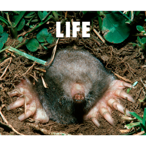 ブルー (Album Version)