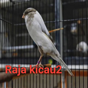 Burung Kenari Ngerol Pendek Cit Cit