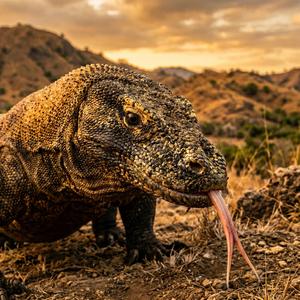 Komodo Dragon Hunt (Original Nusantara Epic Soundtrack)