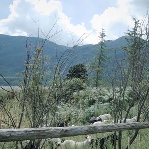 你在就好了(电吉他改编会呼吸的痛)