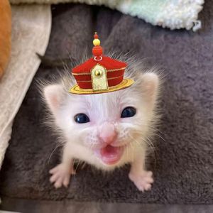 怎么办怎么办我好像喜欢上你了