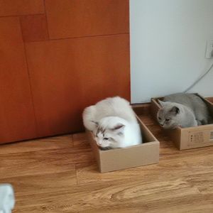 【FREE BEAT】 法老ghost face type emo 走心 beat