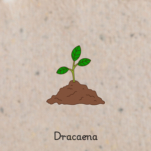 Dracaena