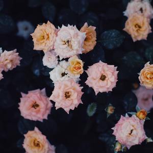 人类不宜飞行（cover）