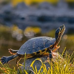 钢琴白噪音中入眠之约