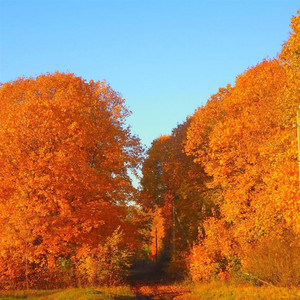 Желтые листья