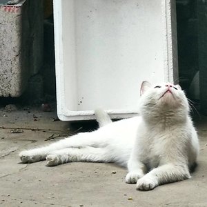 猫窝里的小纸条