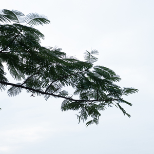 门店经典之轻音乐 (优美钢琴曲)